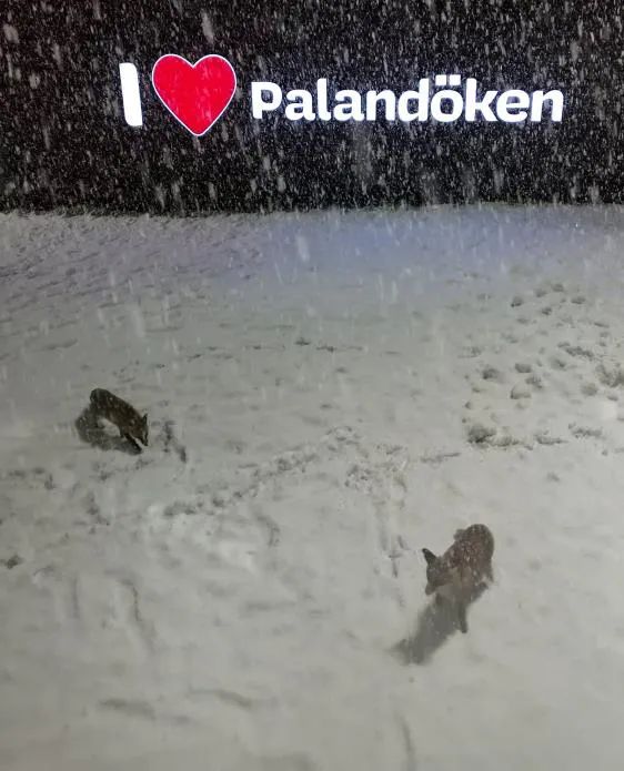 Palandöken’de tilkilerin kar sevinci