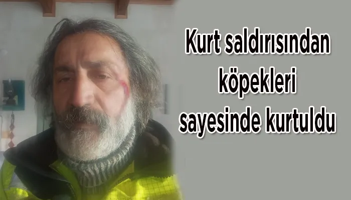 Kurt saldırısından köpekleri sayesinde kurtuldu