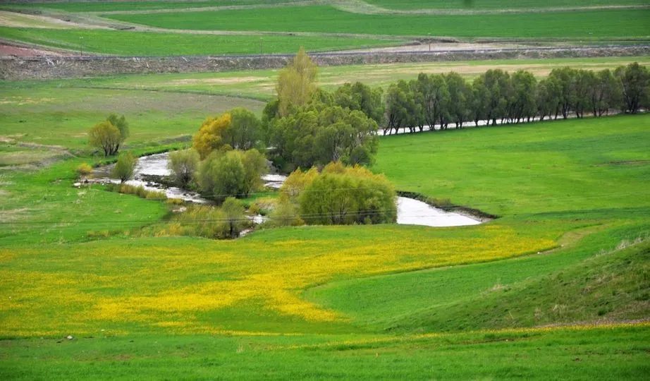 Doğu orman fakiri