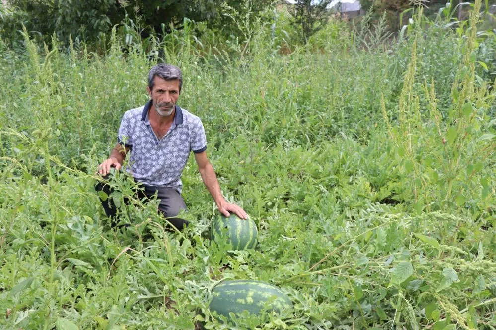 Oltu’da yerli üretim karpuz ilgi görüyor