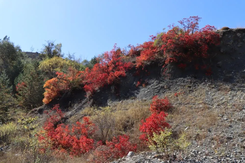 Kaplaç Ağaçları doğayı kırmızıya boyadı