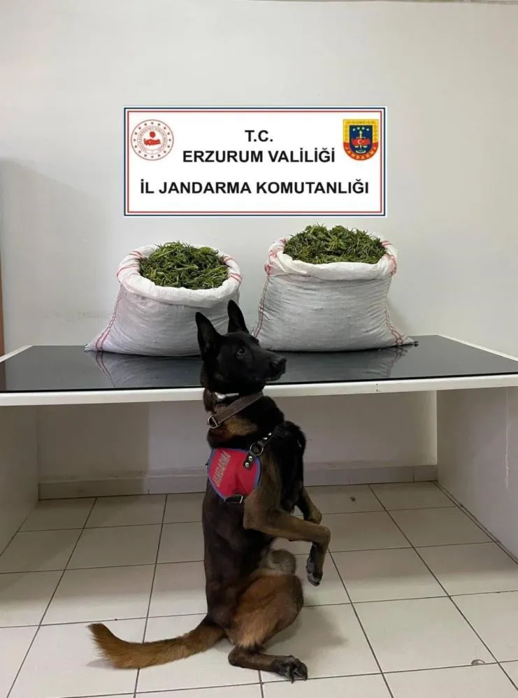 Jandarma’dan uyuşturucu operasyonu