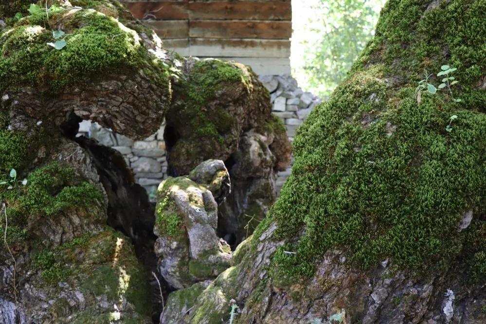 300 yıllık dut ağacında dikkat çeken detay