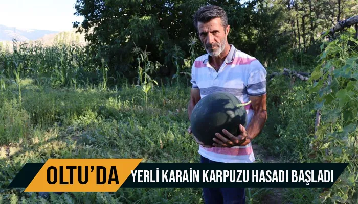 Oltu’da yerli karain karpuzu hasadı başladı
