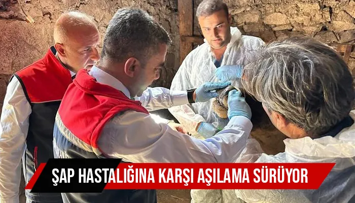 ŞAP hastalığına karşı aşılama sürüyor